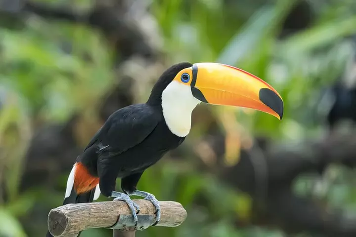 Central Park Zoo Skip-the-line Tickets & Private Transfers - Primary Image