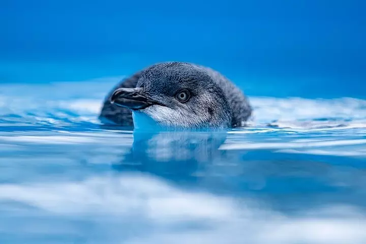 Phillip Island Penguin Parade, Wildlife and Beach Boxes Bus Tour