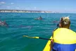 Epic Kayak With Dolphins & Wildlife - 4WD Beach Adventure Noosa - Image 2