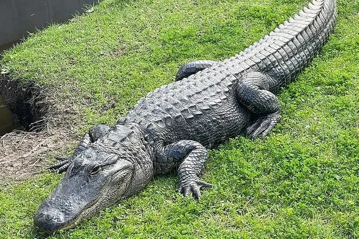 Full Day Plantation -N- Swamp Tour in New Orleans