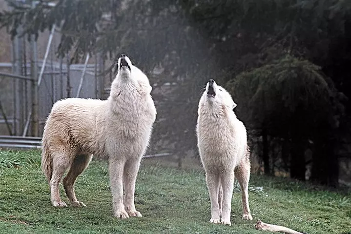 Wolf Experience