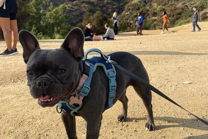 Hollywood Sign Tour with Comedians & Their Dogs + Sunsets