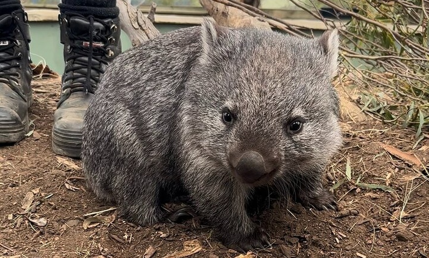 Image 2: Tasmanian Wildlife and Mountain Shore Excursion