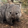 Image 2: Tasmanian Wildlife and Mountain Shore Excursion