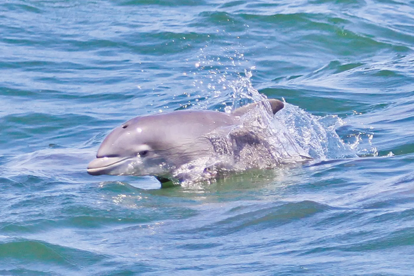 $35 For A 2-Hour Dolphin Watching Cruise For 2 (Reg. $70) - Primary Image
