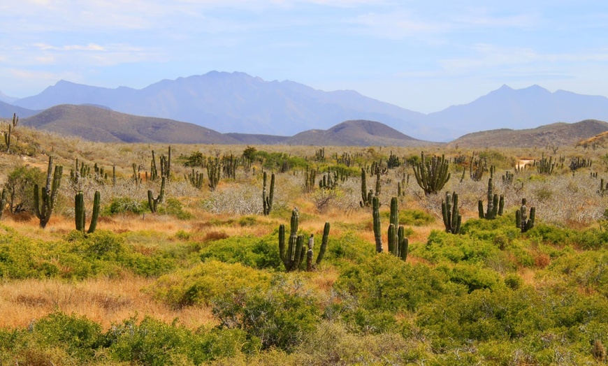 Image 9: ✈ MEXIQUE | Los Cabos - Autotour Basse Californie du Sud - Autotour