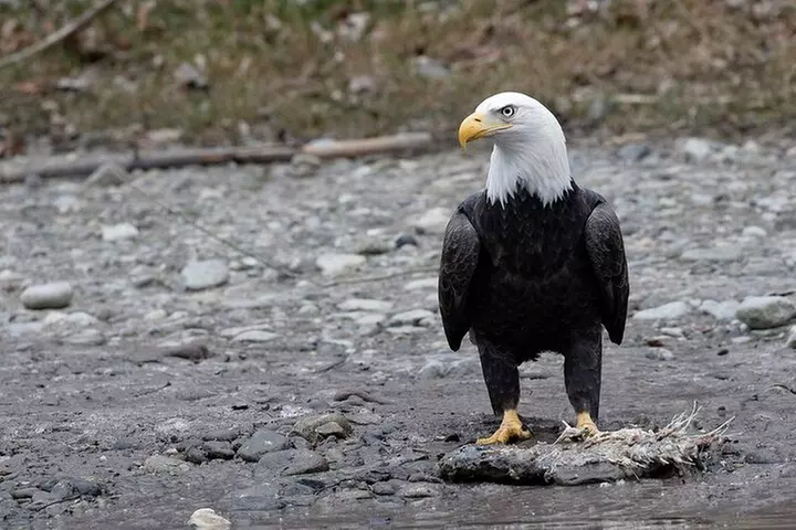 Wilderness & Eagle Viewing Float - Second Medium