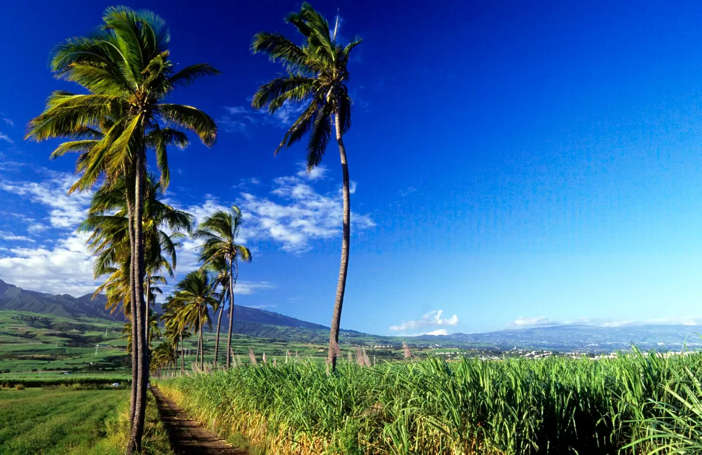 ✈ LA RÉUNION | Petite Ile - Palm Hôtel & Spa 5*, 4 nuit - Premium