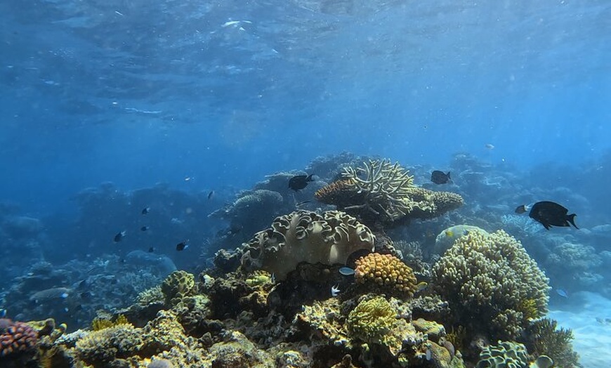 Image 4: Half Day Outer Reef Snorkelling Tour from Port Douglas