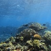 Image 4: Half Day Outer Reef Snorkelling Tour from Port Douglas