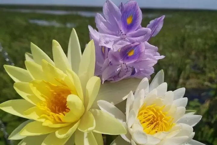 90 minute Everglades Airboat Tour near Orlando Florida