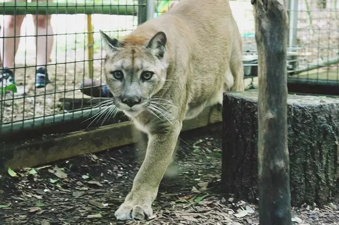 Adventure Combo at the North Georgia Zoo - Primary Image