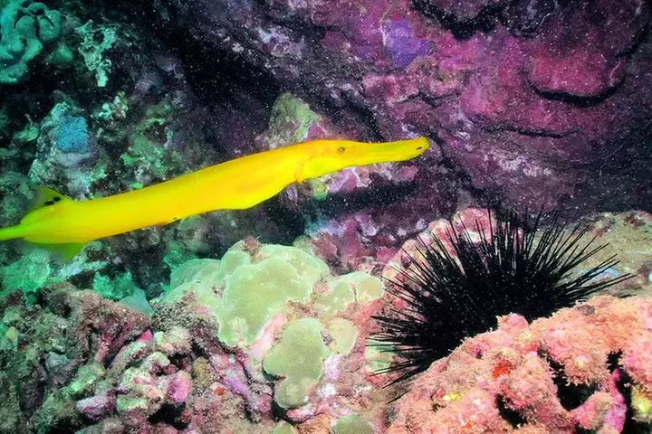 Kauai's Ultimate South Shore 2 Tank Dive (Certified Divers Only)