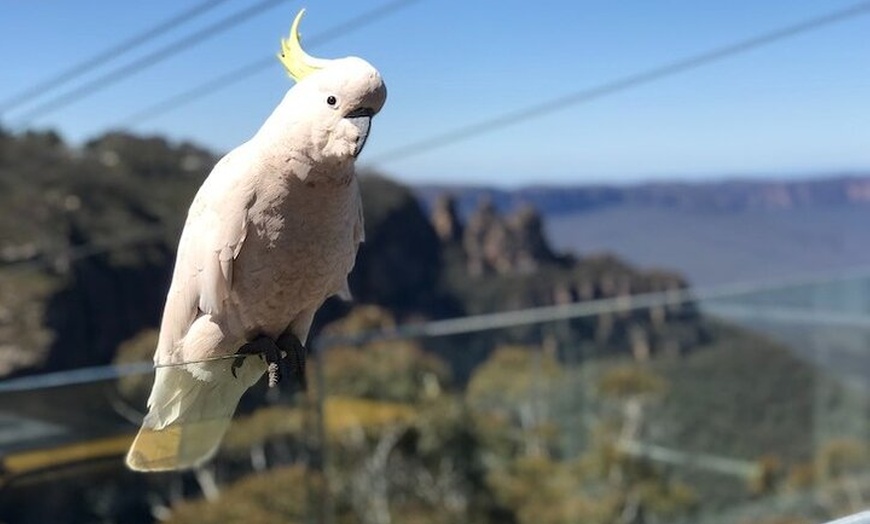 Image 2: PJ Blue Mountains Supreme Tour (Private Charter)