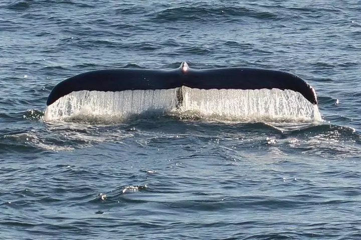 Whale and Dolphin Watching Cruise from Cape May