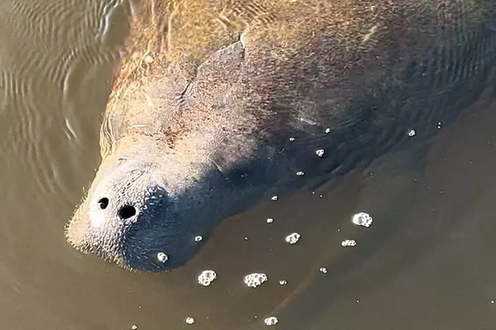 Clear Kayak Ecotour at Robinson Preserve in Bradenton, Florida
