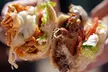 5% Cash Back at Charleys Cheesesteaks - Second Medium