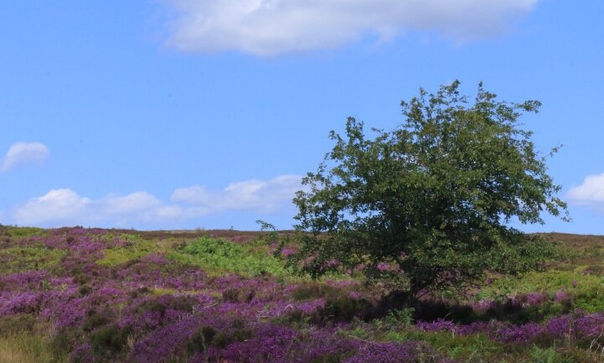 Image 7: North York Moors and Whitby Day Tour from York