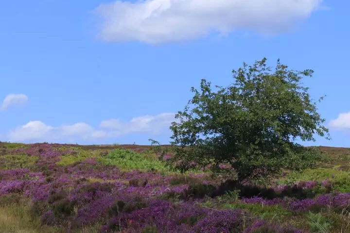 North York Moors and Whitby Day Tour from York