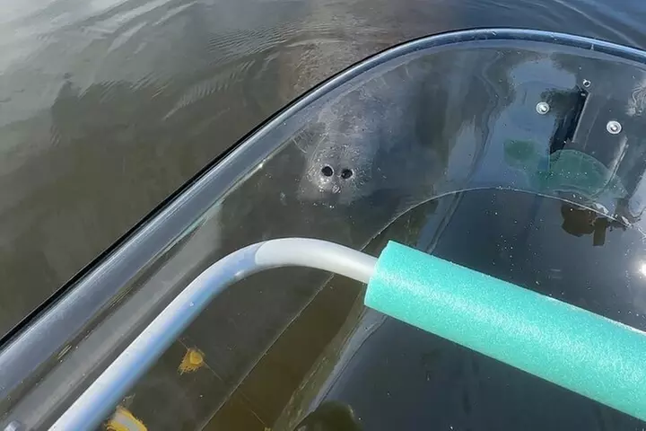 Clear Kayak Ecotour at Robinson Preserve in Bradenton, Florida