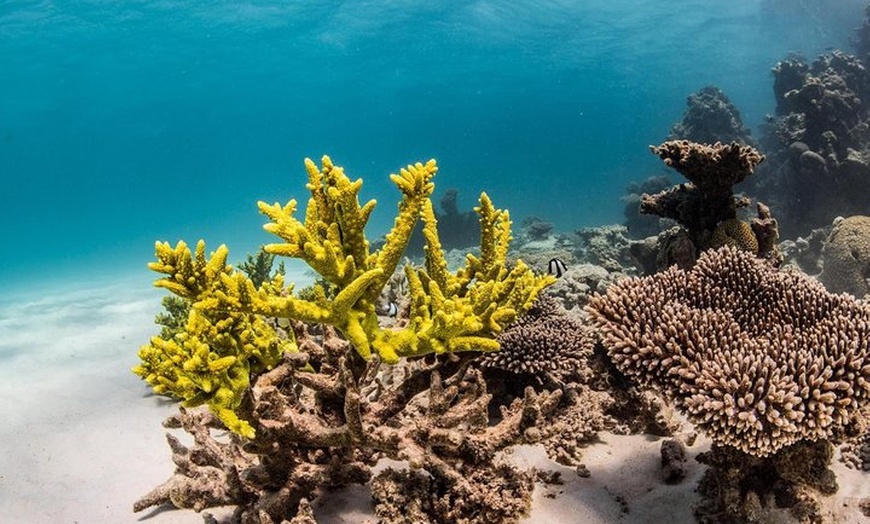 Image 4: Coral Bay 1-Hour Coral Viewing