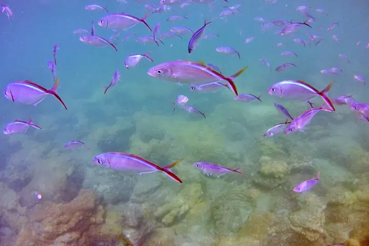 Guided Snorkel Experience in Fort Lauderdale