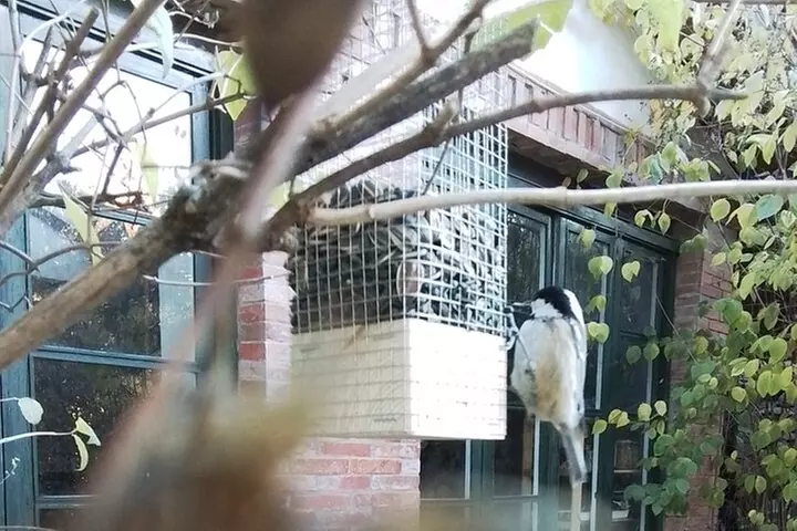 Talla de piedra en Cercedilla/Madrid