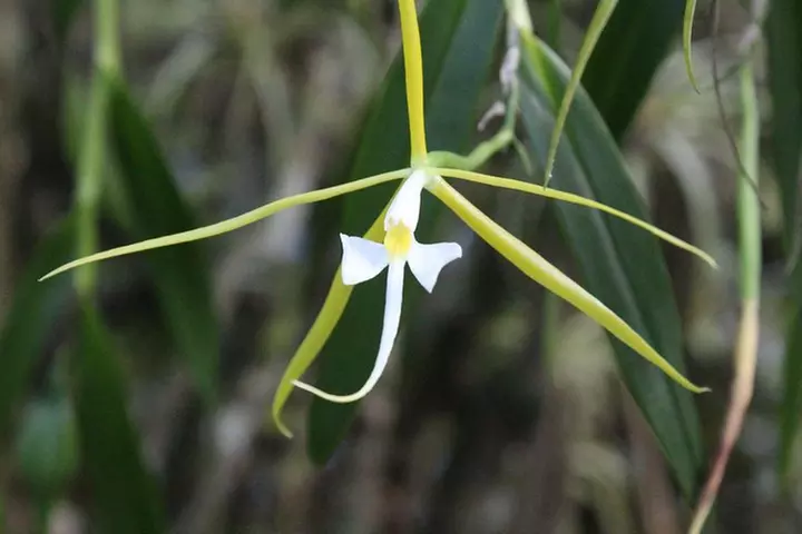 3 Hour Guided Mangrove Tunnel Kayak Eco Tour
