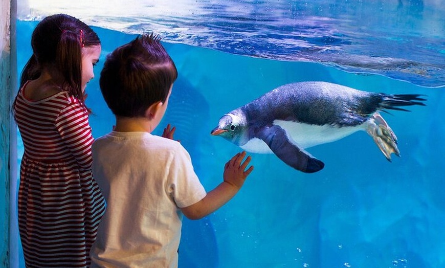 Image 10: Combo Ticket: Madame Tussauds & SEA LIFE London Aquarium