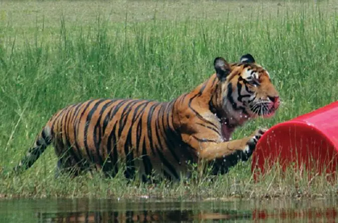 Big Cat Rescue Keeper Tour in Tampa - Primary Image