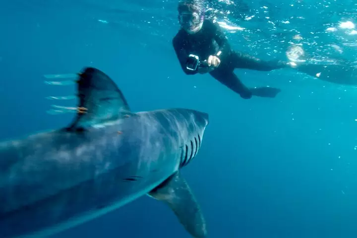 Shark Diving with Blue and Mako Sharks in San Diego - Primary Image
