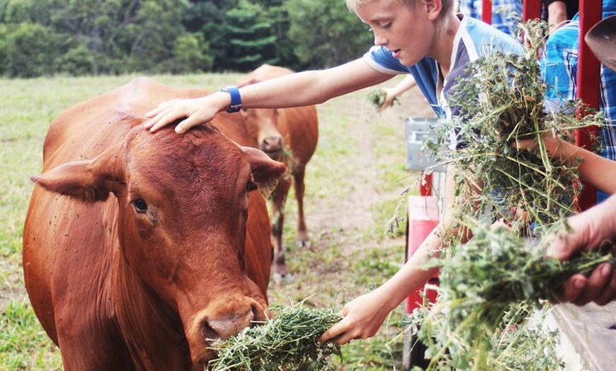 Image 8: Horse and Quad bike tour with a visit to a Petting Zoo