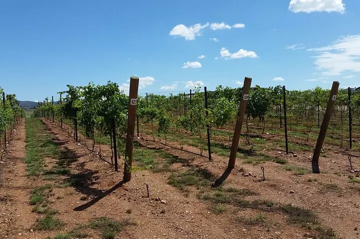 Arizona Winery All-Inclusive Tour with Lunch & Tastings