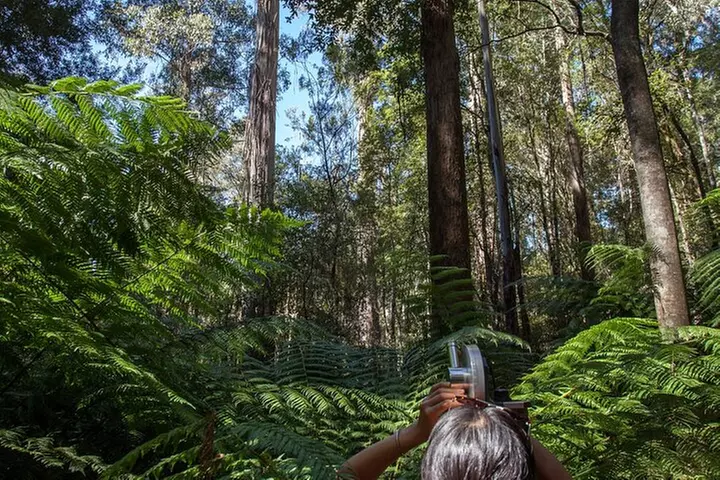 Hobart: Mt. Field, Mt Wellington & Wildlife - Active Day Tour