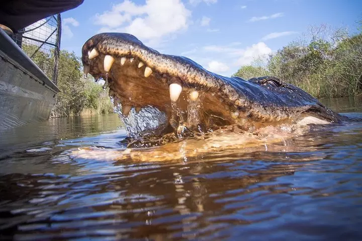 Everglades & Miami city tour with experienced guide in small group