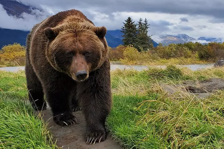 Wilderness, Wildlife, Glacier Experience from Anchorage