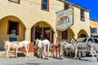 Oatman Mining Camp Burros Museums Scenic RT66 Tour - Second Medium