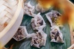 Homemade Dumplings 101 in NYC - Second Medium