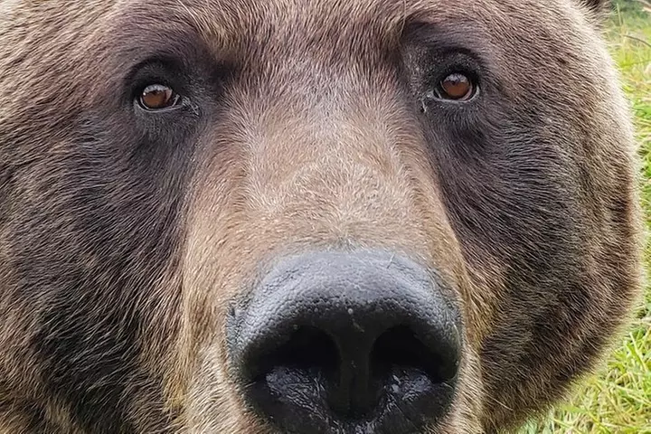 Wilderness, Wildlife, Glacier Experience from Anchorage