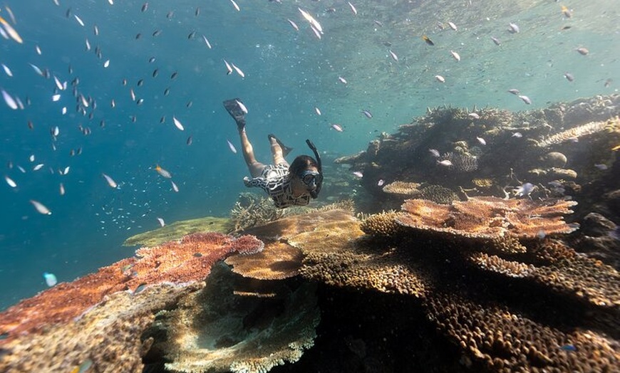 Image 7: Outer Reef Snorkel Adventure in Airlie Beach