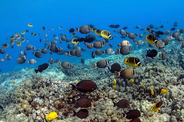 Kealakekua Bay Captain Cook Snorkeling - Primary Image