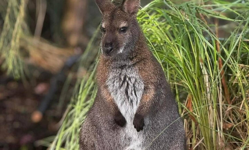 Image 14: PRIVATE Blue Mountains Scenic World Australian Wildlife & Cruise