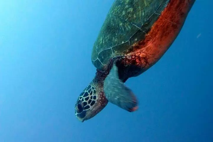 Small-Group Deep Dive in Oahu with Shipwreck and Reef