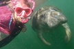 Small Group Manatee Snorkel Tour with In-Water Guide and Photographer - Second Medium