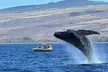 Winter Whale Watching Adventure in Kauai - Second Medium