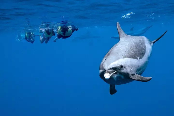 Oahu Swimming with Dolphins Speedboat Adventure