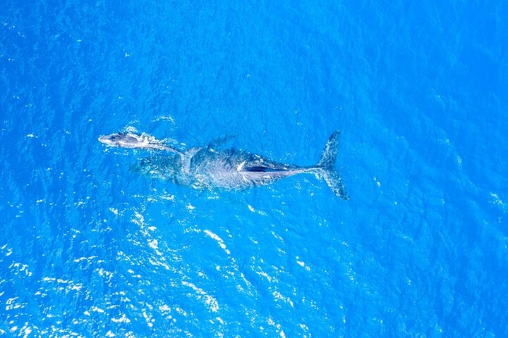 HIGH QUALITY Whale Watch Adventure Aboard Luxury Super Raft