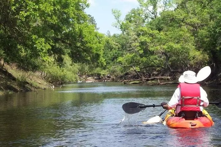 Manatee and Dolphin Kayaking Encounter