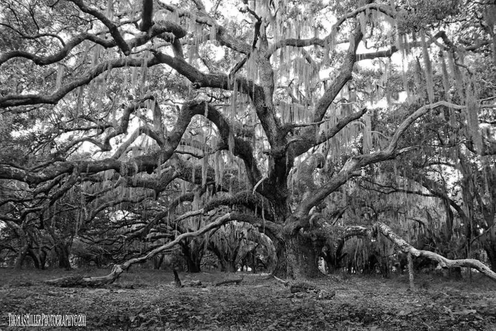The Blackest Ghost Tour: Ages 17 and Above