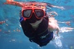 Swim With Manatees In Crystal River, Florida - Second Medium